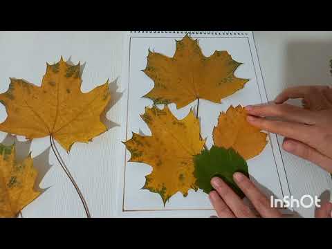 Видео: Гербарий "Осенние мотивы"