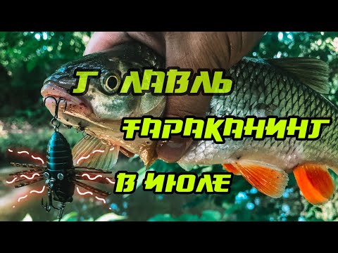 Видео: ГОЛАВЛЬ В ЖАРУ! ТАРАКАНИНГ на малой реке. День Tiemco TINY CICADA