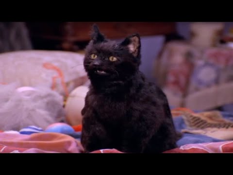 Видео: Кот Сейлем 1 сезон лучшее 1 часть