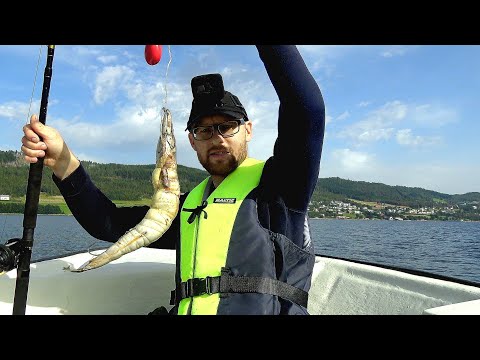 Видео: ЖаднЫе ПОКЛЁВКИ!!Рыбалка в Норвегии с ЛОДКИ. морская рыбалка в Норвегии. #lange_fishing