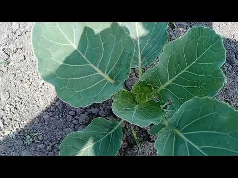 Видео: Обзор овощных культур на модульных грядках !