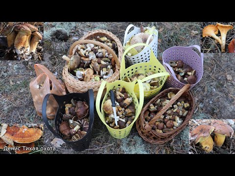 Видео: Поляки наступают | Польские и белые грибы, лисичка настоящая и ложная в Хреновском бору