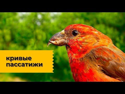 Видео: Клест - "снежный попугай" с необычным клювом! Наталья Носова