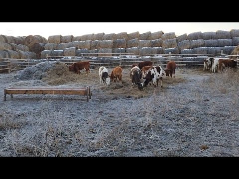 Видео: Ауыл тынысы.Малдарды өрісте қалдыру.