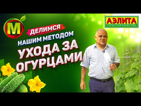 Видео: ЧТО ДЕЛАТЬ ЧТОБЫ ПОЛУЧИТЬ ВЫСОКИЙ УРОЖАЙ ОГУРЦОВ