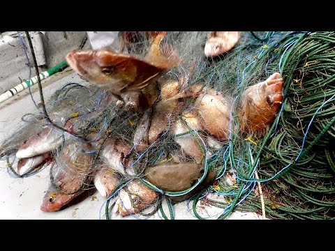 Видео: Я попытался проверить, сколько будет почасовая оплата рыбака.