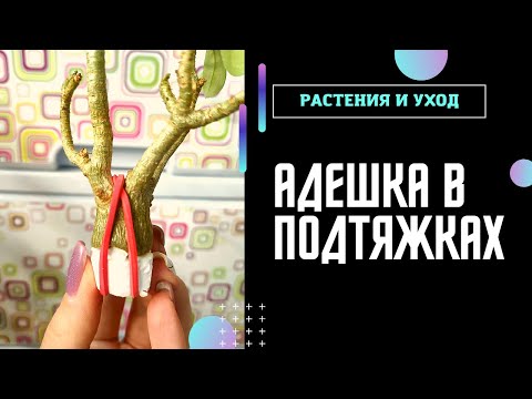 Видео: ПЕРЕСАДКА АДЕНИУМОВ Подвои с проблемами и не только #адениум #adenium