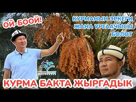 Видео: Зыяратчылар КУРМА БАКТА жыргады ~ АШ демделип, ЭХСАН кылынды ~ КУРМА бактын өзүнөн КУРМА САТЫП алды