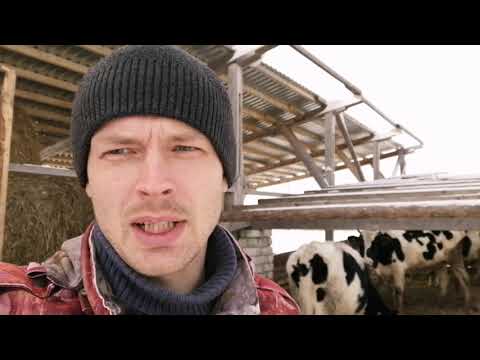 Видео: Результаты содержания коров загоне, в зимний период.