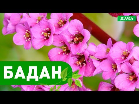 Видео: Ваш сад №93 - Бадан