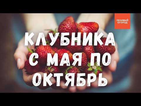 Видео: Клубника 🍓| Супер технология выращивания клубники в Ленивом Огороде