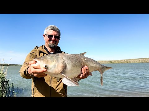 Видео: Поймали этого монстра в нерестовый запрет: стоит ли оно того?
