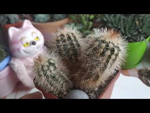 Видео: Кактусы...Echinocereus(ы) в моей коллекции...Обзор от 29 ноября...