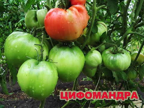 Видео: О сортах томатов "Цифомандра"