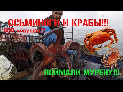 Видео: ОСЬМИНОГИ И КРАБЫ!!! ПРОВЕРЯЕМ ЛОВУШКИ!!!