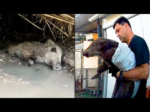 Видео: История спасение дикого кабанчика. Кабанчик нуждался в помощи.
