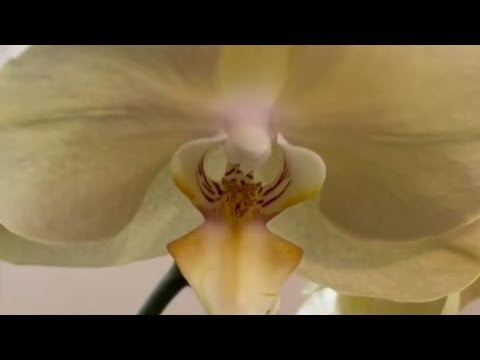 Видео: "ФИТОСПОРИН" - ИДЕАЛЬНАЯ ЗАЩИТА для ОРХИДЕЙ👍ДАВНО ДОМАШНЯЯ ОРХИДЕЯ "Африканский Закат" 🌼🌼🌼