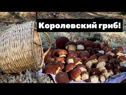 Видео: Осенние белые грибы: семейный поход за королевским уловом! Сосновые боры и белый мох!