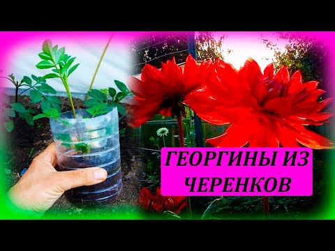 Видео: Георгины посадка весной в грунт. Как выращивать георгины из черенков. Как выращивать далию.