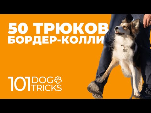 Видео: 50 команд Сири 🐩 Бордер колли выполняет трюки без слов