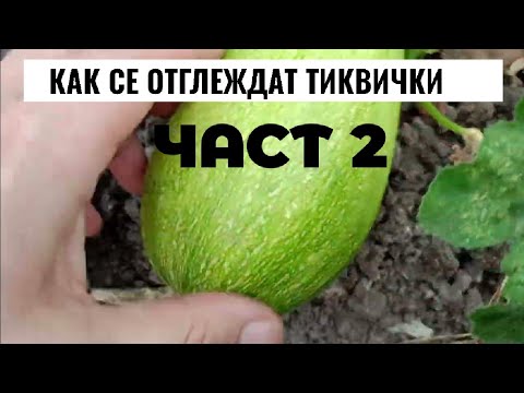 Видео: Kак се отглеждат Тиквички част 2 | Гарантиран начин за предотвратяване на гниенето на тиквички