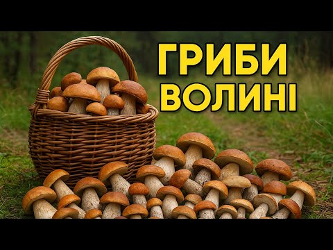 Видео: Гриби Волині: щедрий урожай з лісу