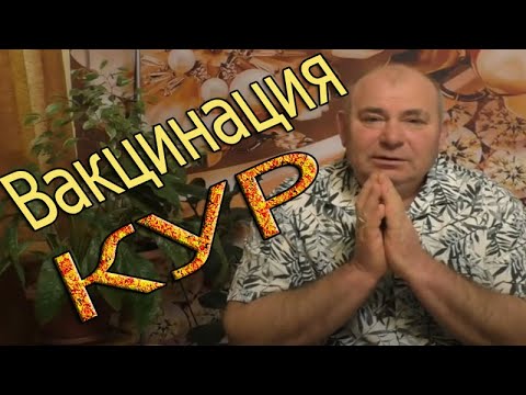 Видео: Вакцинация птицы нужна или нет?Антибиотики давать или не давать?