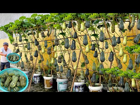 Видео: Сад не нужен! Новый способ выращивания тыкв — урожай в 5 раз больше!