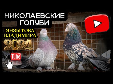 Видео: Николаевские голуби Владимира Янзытова с.Сергиевск Самарская обл. тел 8 (929) 703-99-21 ( часть 1)