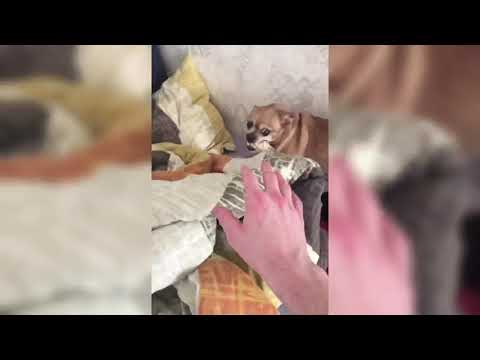 Видео: Парень и чихуахуа смешные моменты (нарезка TikTok)