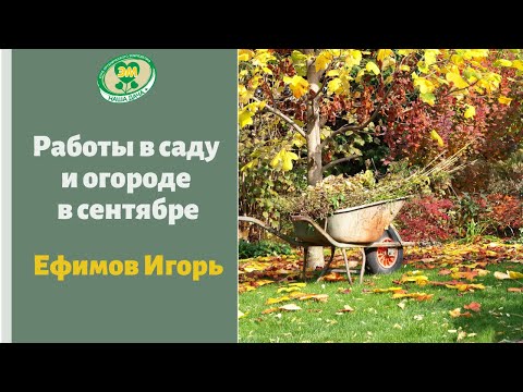 Видео: Календарные работы в саду и огороде в сентябре  Ефимов Игорь Фрагмент.