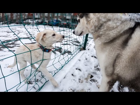 Видео: ХАСКИ НАШЕЛ ЩЕНКА НА УЛИЦЕ