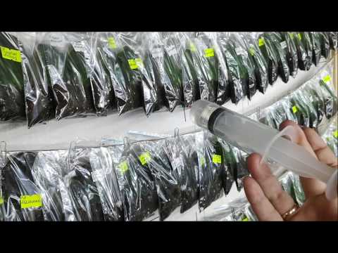 Видео: Не получается укоренить листики? Попробуйте зеленку!!