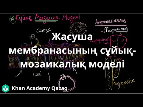 Видео: Жасуша мембранасының сұйық мозаикалық моделі | Қазақ Хан Академия