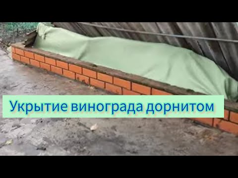 Видео: Укрытие винограда дорнитом (геотекстилем). 20.11.2023