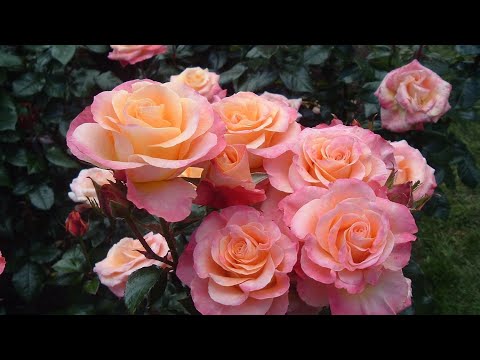 Видео: ТОП 20 изумительных  ЧАЙНО-ГИБРИДНЫХ роз / TOP 20 amazing HYBRID TEA roses