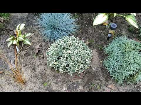 Видео: Найкращі грунтопокривні рослини в моєму саду. Чим прикрити землю?