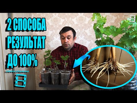 Видео: 2 СУПЕР СПОСОБА УКОРЕНЕНИЯ ЧЕРЕНКОВ ВИНОГРАДА ДОРОГИХ СОРТОВ. СЕВЕРНЫЙ ВИНОГРАДНИК 22-21