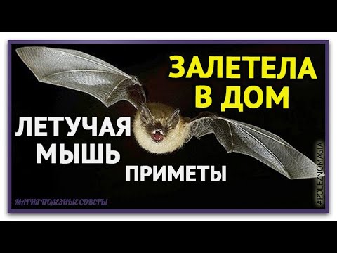 Видео: В дом залетела летучая мышь  Приметы Летучая мышь залетела в квартиру