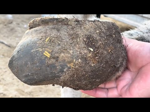 Видео: Это ослиная подошва? Невероятно, как это больно!