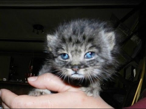 Видео: Манул Даша — история дикого котёнка выросшего среди людей #animals