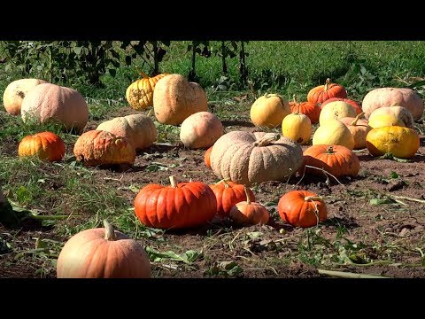 Видео: Из города в деревню / Жизнь в деревне / Тыквы и кабачки / Сбор урожая