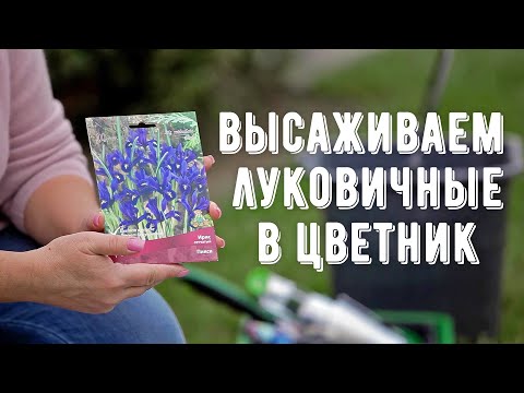 Видео: Посадка луковичных растений. Создаем цветник из луковичных. Сажаем тюльпаны, нарциссы, крокусы