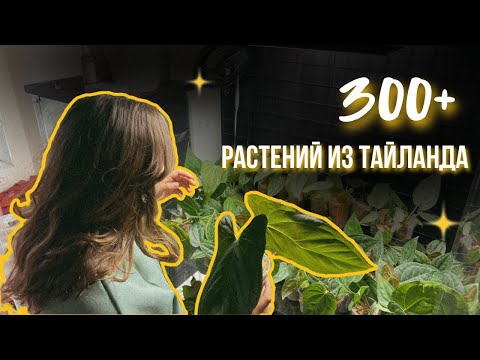 Видео: 300+ растений из Тайланда | Обзор закупки | Часть 2