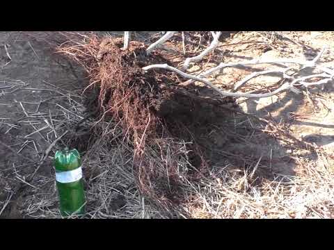 Видео: Виноград.Внеплановая пересадка 4 летнего куста .Весна 2018г.