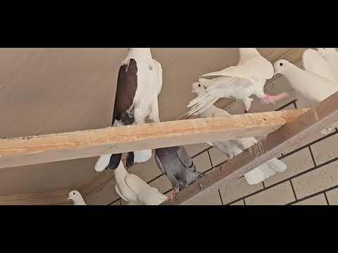 Видео: Когда закончится линька у голубей 120925
