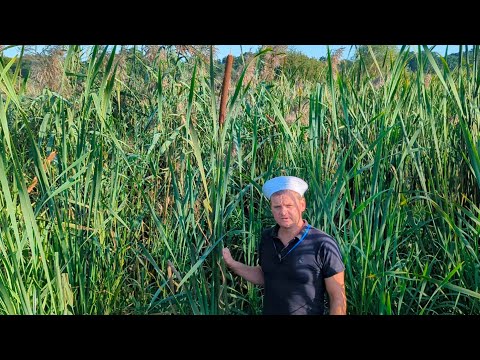 Видео: Камыш. Доступная еда в диком лесу. (камиш, рогоз)