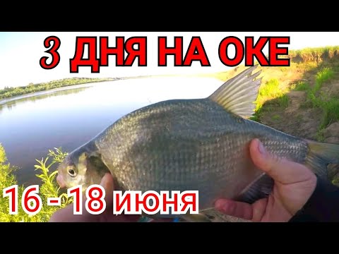 Видео: Рыбалка с Ночёвкой и Отдых Дикарём на Реке