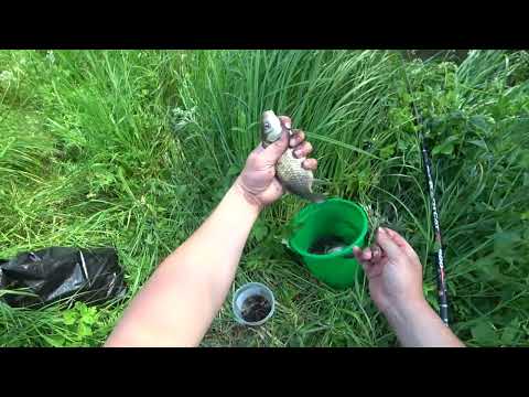 Видео: Пришел опять к хозяину речки !