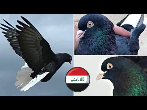 Видео: ВИНТЫ 🌪 ИРАК УДИВЛЯЕТ. Бойные голуби Фав | lraqi faw (roller / tumbler) pigeons ⭐️